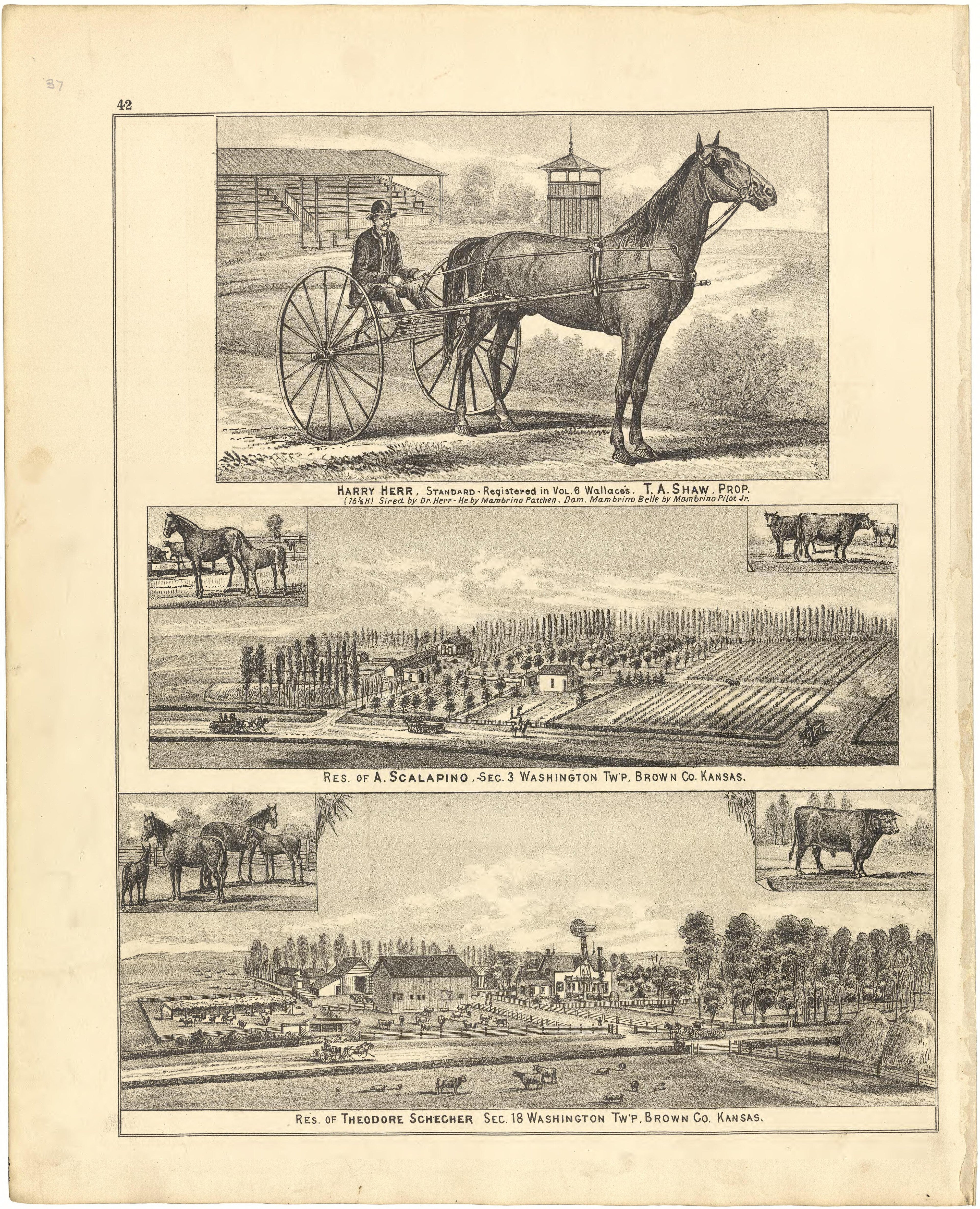 Illustrations from Meacham&