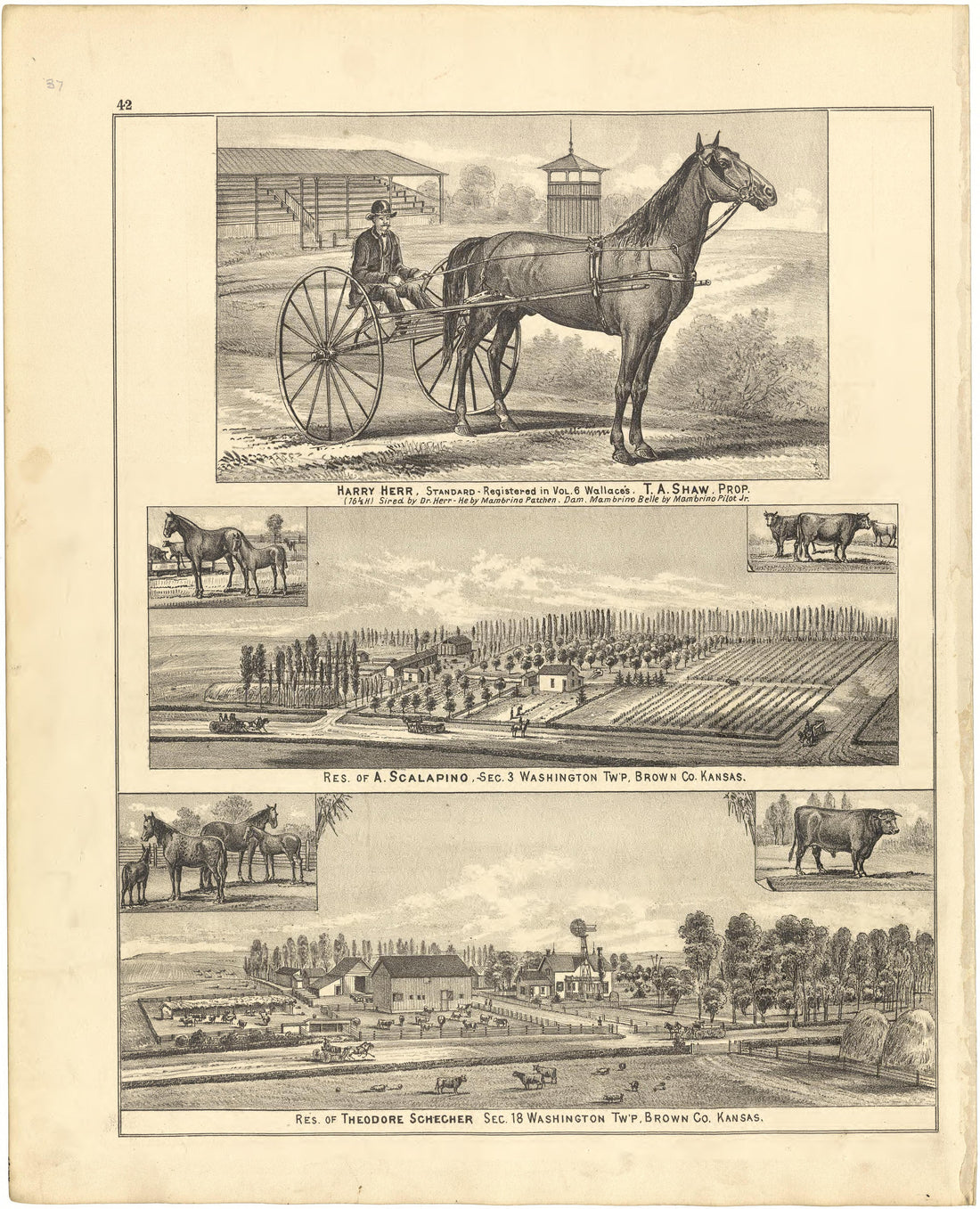 Illustrations from Meacham&