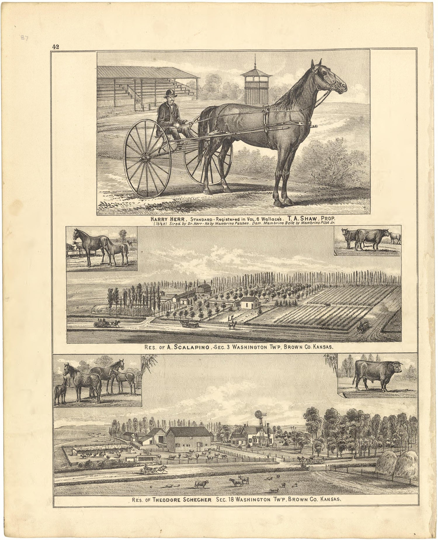 Illustrations from Meacham&