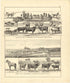 Illustrations from Meacham&