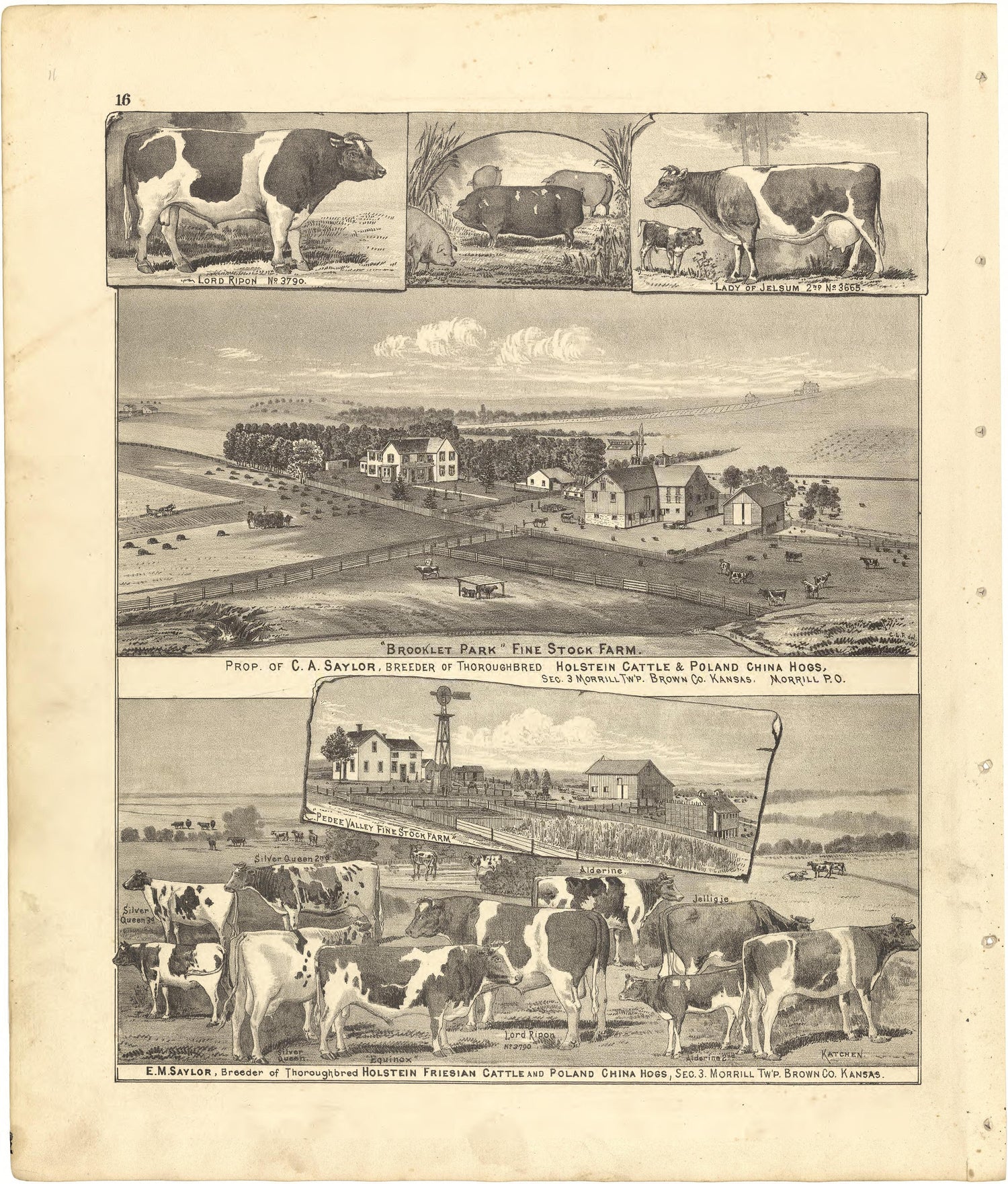Illustrations from Meacham&
