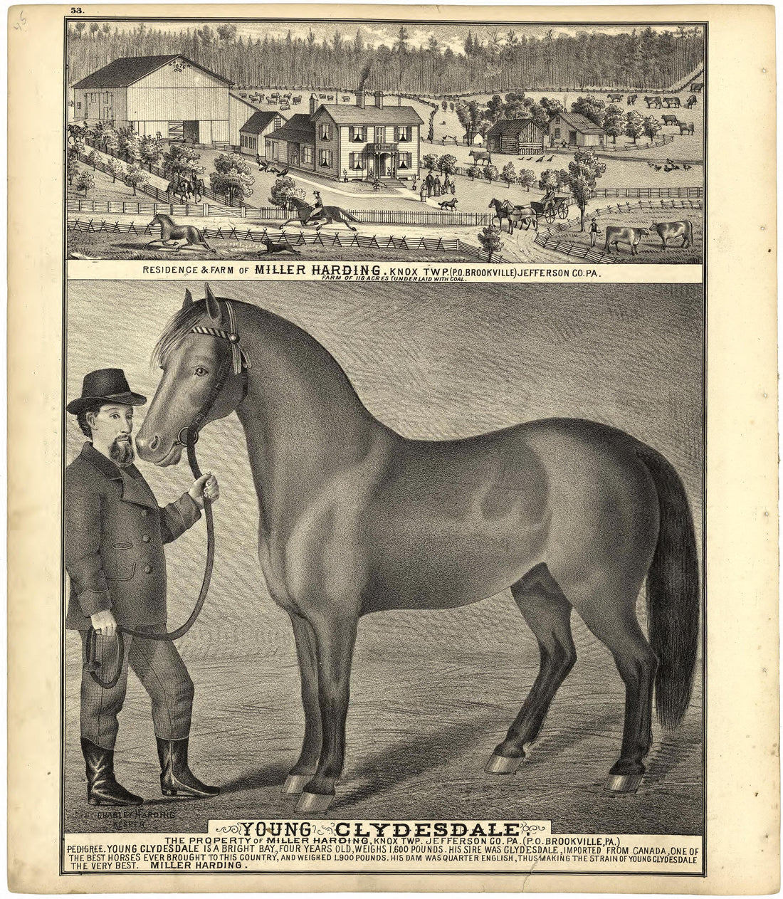 Illustration of Residences; Young Clydesdale from Caldwell&