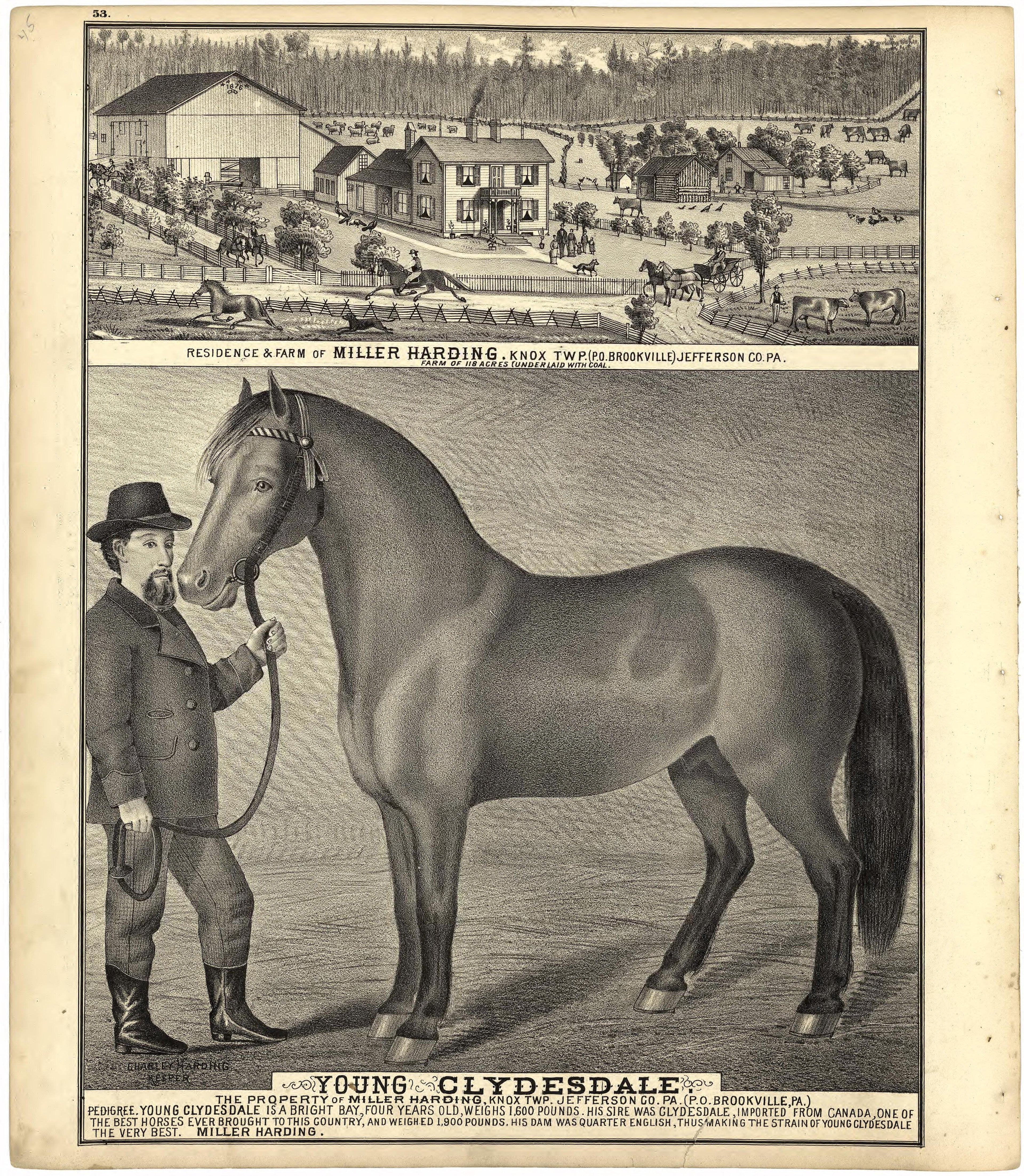 Illustration of Residences; Young Clydesdale from Caldwell&