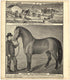 Illustration of Residences; Young Clydesdale from Caldwell&