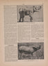 Text On Asia Minor--continued from Atlas of Plymouth County, Iowa : Containing Maps of Townships of the County, Maps of State, United States and World : Farmers Directory 1921 by Relic Map Company