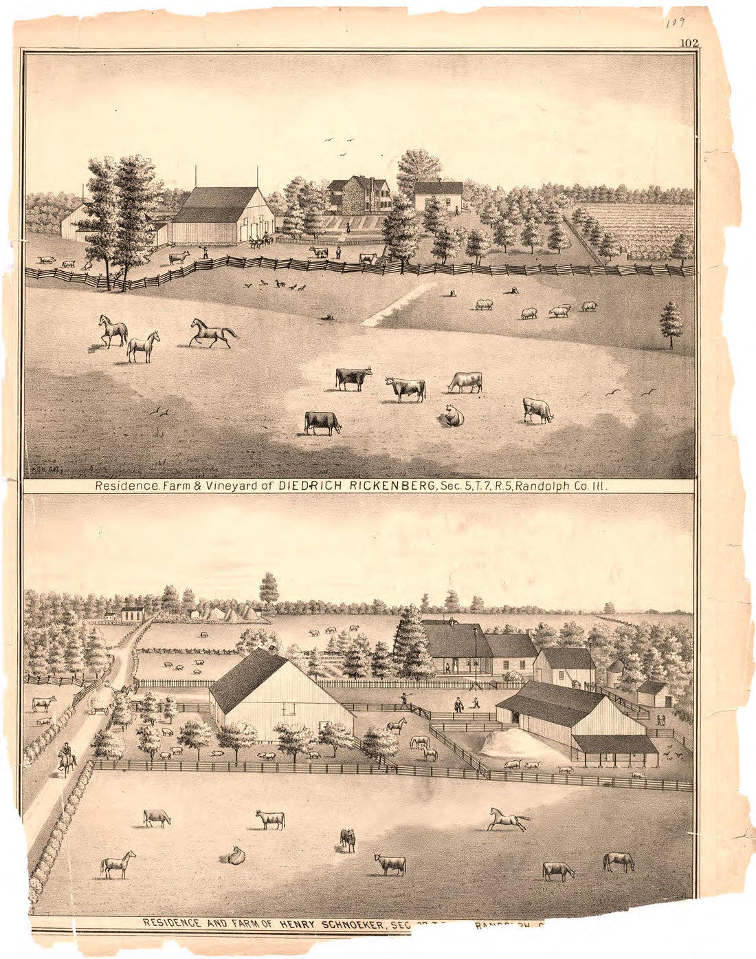 Residence, Farm &amp; Vineyard of Diedrich Rickenburg from an Illustrated Historical Atlas Map of Randolph County, Ills. : Carefully Compiled from Personal Examinations and Surveys 1875 by Relic Map Company