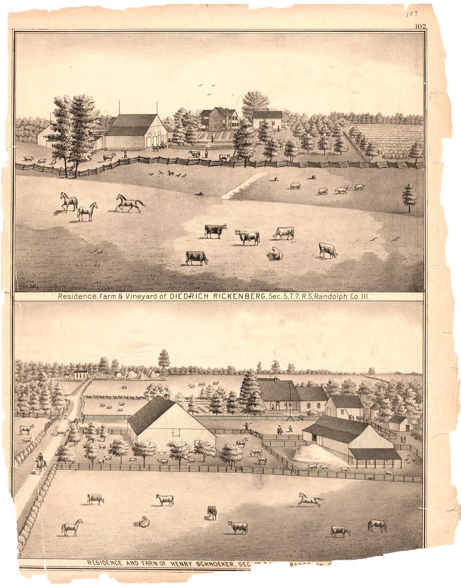 Residence, Farm &amp; Vineyard of Diedrich Rickenburg from an Illustrated Historical Atlas Map of Randolph County, Ills. : Carefully Compiled from Personal Examinations and Surveys 1875 by Relic Map Company