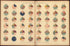 Composition of Church Membership of the States and Territories: 1890 from Statistical Atlas of the United States, Based Upon the Results of the Eleventh Census 1898 by Relic Map Company