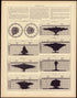 Mortality (continued) from Statistical Atlas of the United States, Based Upon the Results of the Eleventh Census 1898 by Relic Map Company