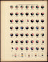 Composition of the Foreign-born Population: 1890 from Statistical Atlas of the United States, Based Upon the Results of the Eleventh Census 1898 by Relic Map Company