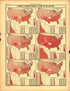 Plate 50: Education (Illiteracy -- 10 Years of Age and Over) from Scribner&