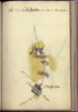 Camp a Colchester from Amérique Campagne 1782 by Relic Map Company