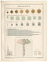 Diagrammy Po Pereselencheskomu Delu in 1914 by Relic Map Company