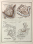 Carnifex Ferry (Va.), Logan Cross Road and Mill Spring (Ky.), Pea Ridge (Ark.) from Histoire De La Guerre Civile En Amérique, Par M. Le Comte De Paris--cartes Et Planches 1890 by Relic Map Company