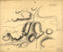 Sketch of the White Plains 1776 by Relic Map Company